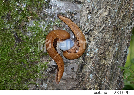 ヤマナメクジの交尾 ヤマナメクジの交尾 42843292