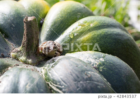 Little frog sitting on a green pumpkin 42843537