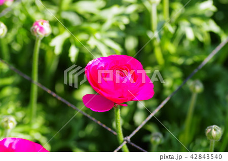 紅てまり 42843540