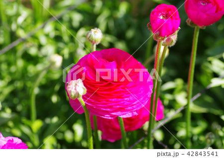 紅てまり 42843541