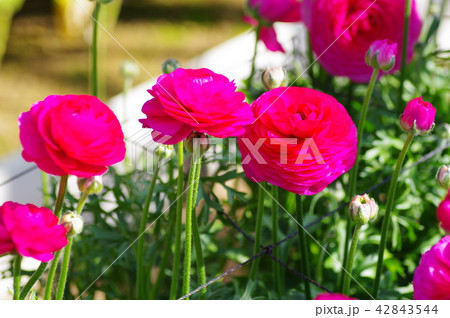 紅てまり 42843544