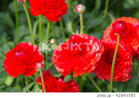 茜てまり 42843585