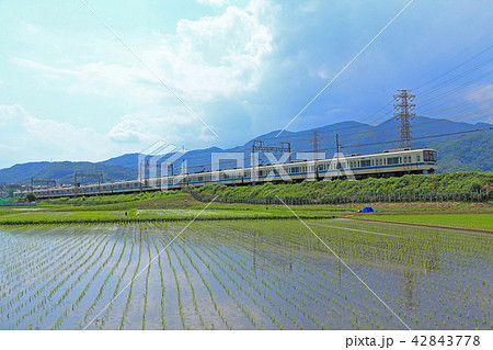 田植え直後の田園地帯を行く小田急8000形 42843778