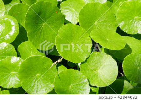 ウチワゼニクサ 42844032