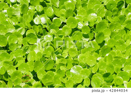 ウチワゼニクサ 42844034