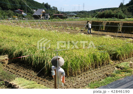 稲干しのある風景の写真素材