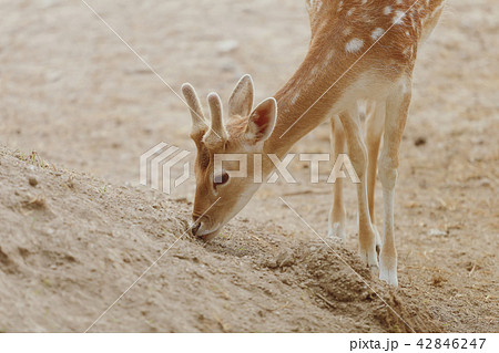 Doe eating plants in the aviary Doe eating plants in the aviary 42846247