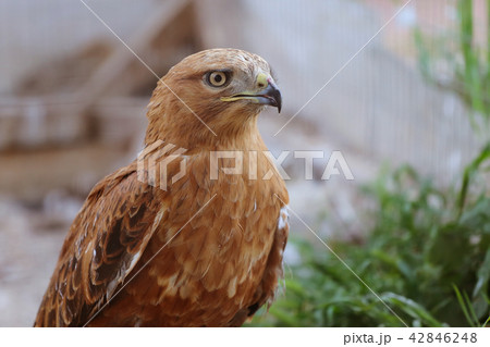 Closeup portrait of eagle in the aviary 42846248