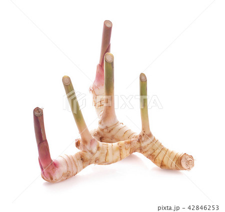 Fresh galangal isolated on white background. Fresh galangal isolated on white background. 42846253
