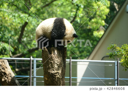 木登り シャンシャン 上野動物園の写真素材