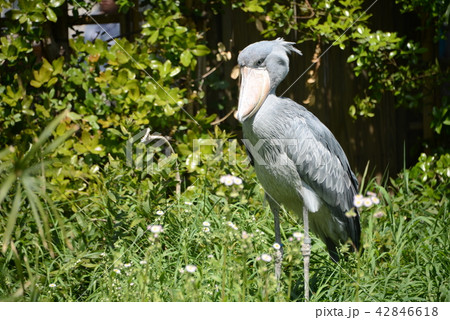うごかない鳥 42846618