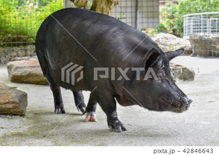 あぐー あぐー 42846643