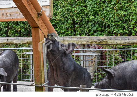 あぐー あぐー 42846652