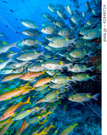 魚の群れ 42846714
