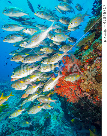 魚の群れ 42846717