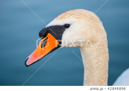 portrait of white swan on a blue lake 42846896