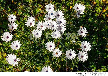 field of African daisy, natural background 42846920