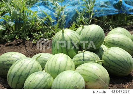 スイカの収穫 42847217
