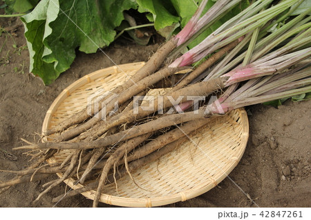 サラダごぼうの収穫 サラダごぼうの収穫 42847261