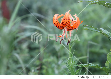 コオニユリ コオニユリ 42847765