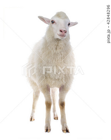 sheep sheep 42848296