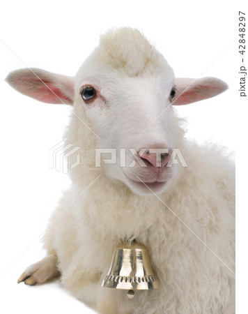 sheep with bell isolated 42848297