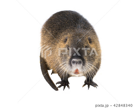 Coypu (Myocastor coypus) 42848340