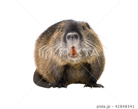 Coypu (Myocastor coypus) Coypu (Myocastor coypus) 42848341