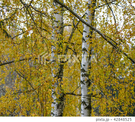 Autumn scenery of Saint Petersburg, Russia 42848525