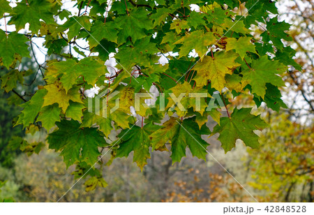 Autumn scenery of Saint Petersburg, Russia 42848528