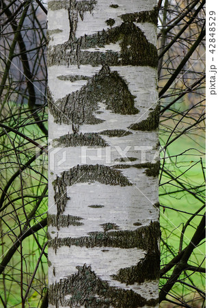 Poplar tree bark 42848529