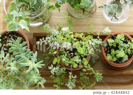 多肉植物 寄せ植え 観葉植物の写真素材