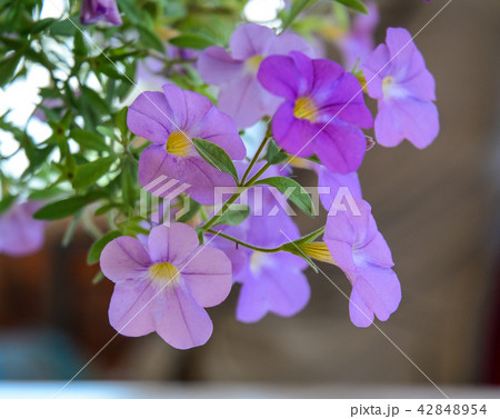 Small flowers for decorations at house 42848954