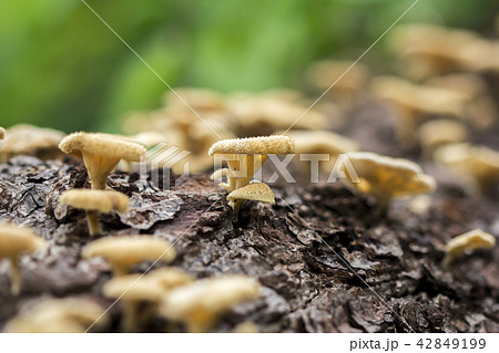 Wild mushroom growing on a dead tree, Thailand Wild mushroom growing on a dead tree, Thailand 42849199