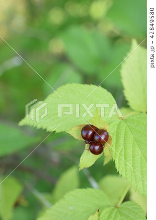 シロヤマブキの実 42849580