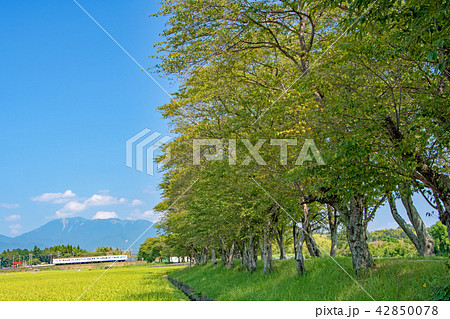 三岐鉄道の夏 三岐鉄道の夏 42850078