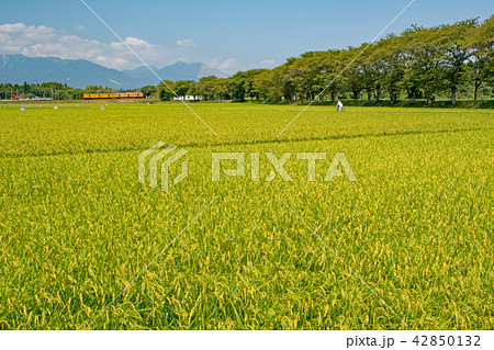 三岐鉄道の夏 三岐鉄道の夏 42850132