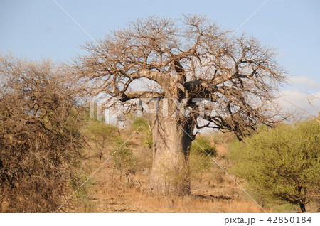 タンザニア、アルーシャ近郊、バオバブの木 42850184