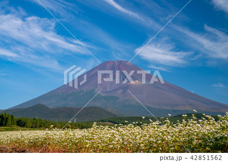 ソバ畑と富士山 ソバ畑と富士山 42851562