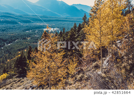 Aspen grove at autumn in Rocky Mountains 42851664