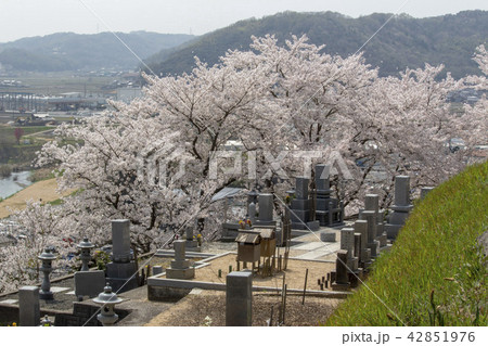 桜 42851976