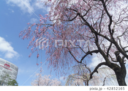 桜 春 空 42852165