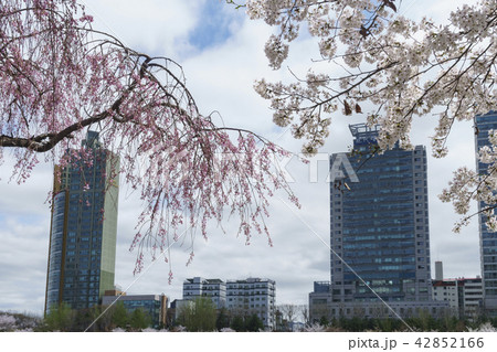 桜 春 空 42852166