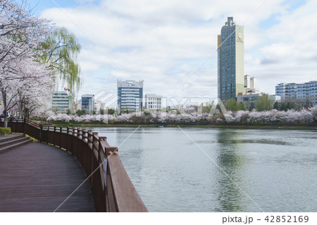 桜 石村湖 春 42852169