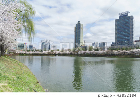桜 石村湖 空 42852184