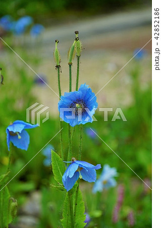 白馬五竜高山植物園 ヒマラヤの青いケシ メコノプシス グランディスの写真素材