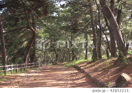 曲里の松並木 42852215