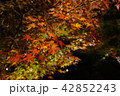 夜の紅葉 42852243