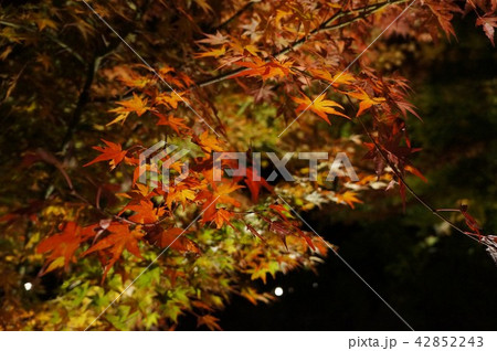 夜の紅葉 夜の紅葉 42852243