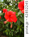 ハイビスカス 42852245